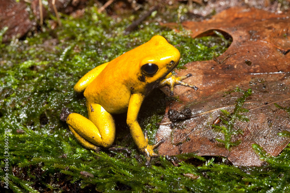 Fototapeta premium poison dart frog