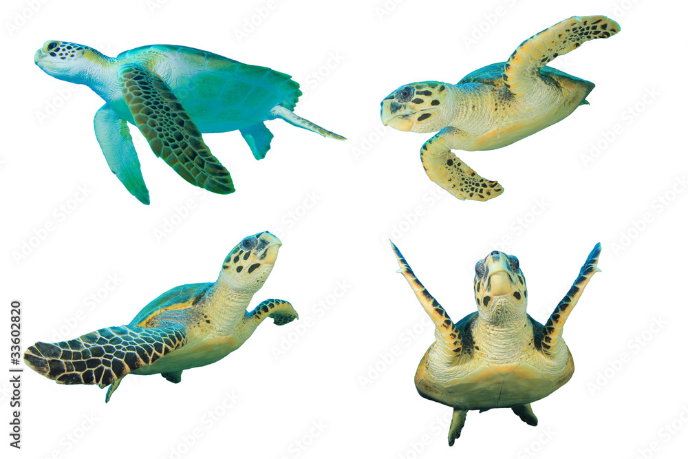 Obraz premium Sea Turtles. Green Turtle (top left) and Hawksbill Turtles