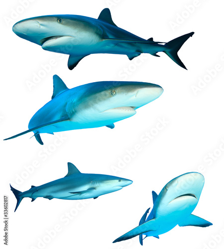 Sharks (Reef Sharks) on white background