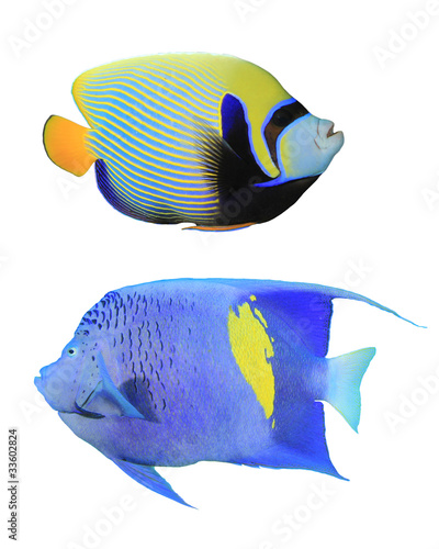Tropical Fish: Emperor Angelfish (top) and Yellowbar Angelfish