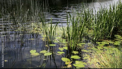 Reeds growing in a river.
