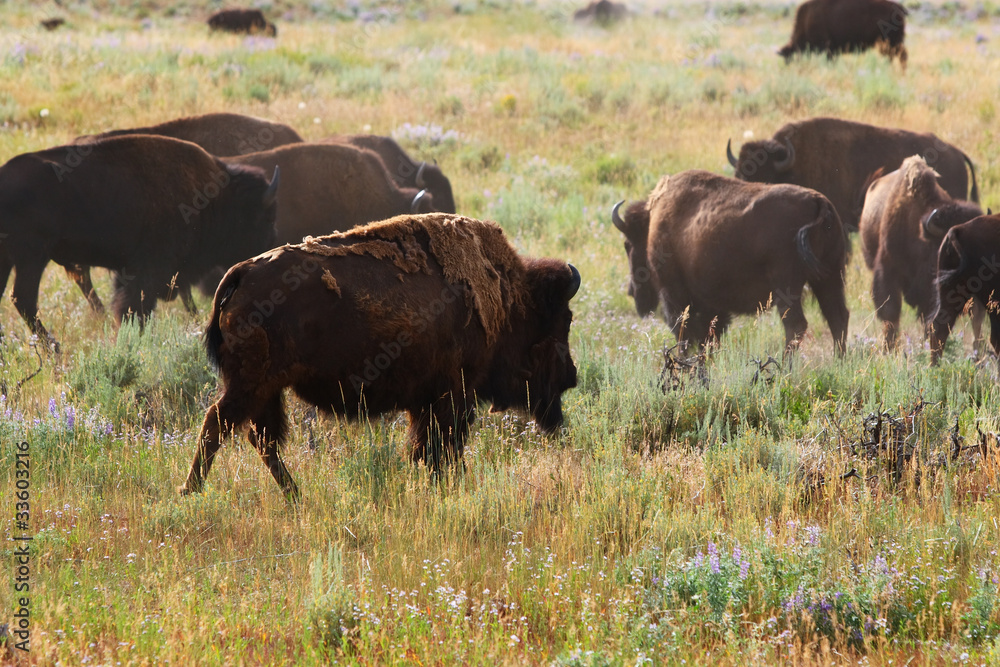 Bison in grasslands
