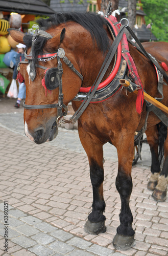 Horse in Tatry - Zakopane main street © marcincom