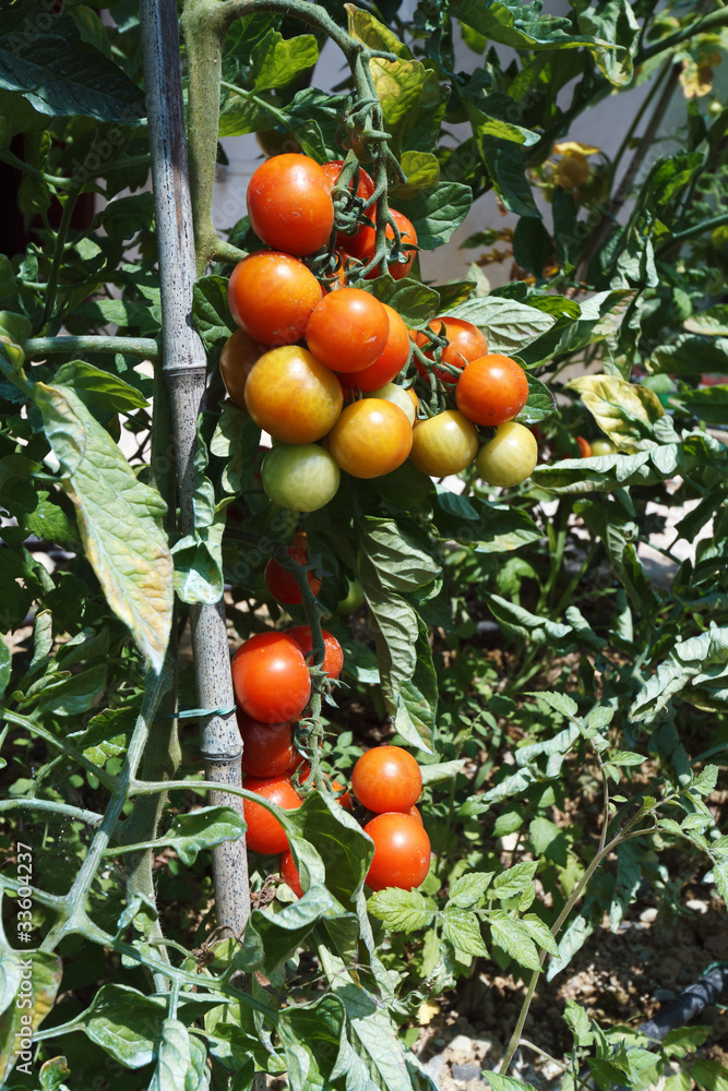 ripe tomatoes - pomodori maturi