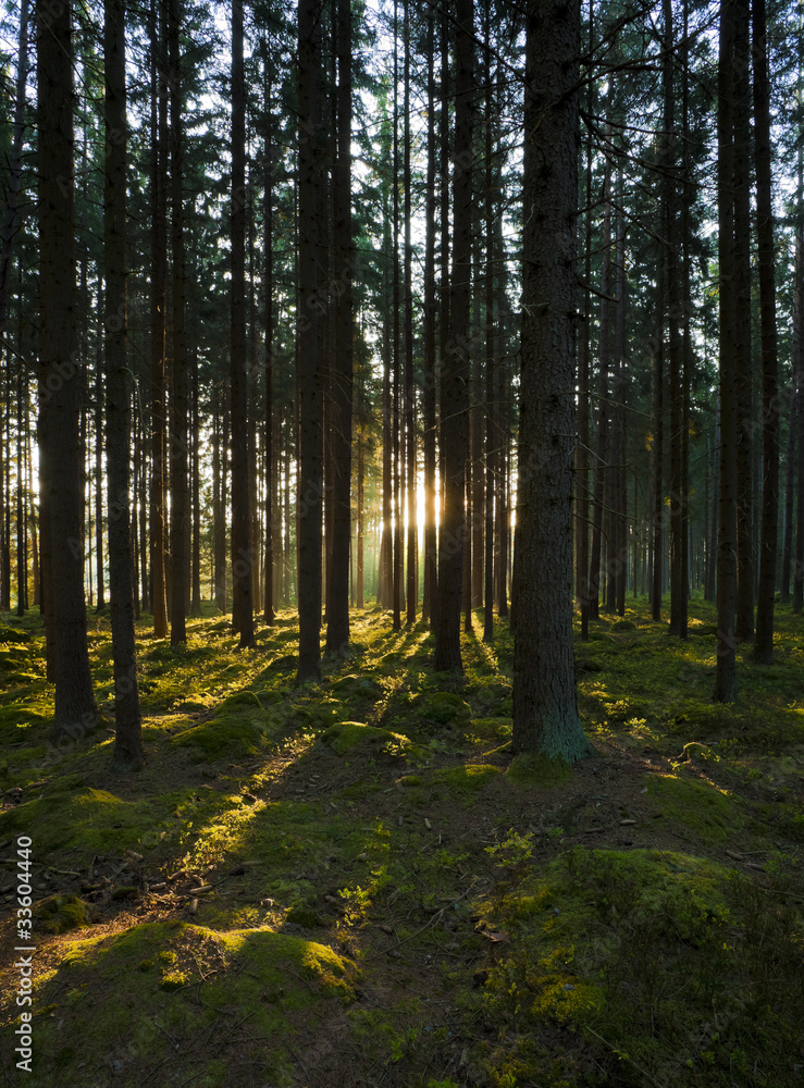 Fototapeta premium The forest in the mornig