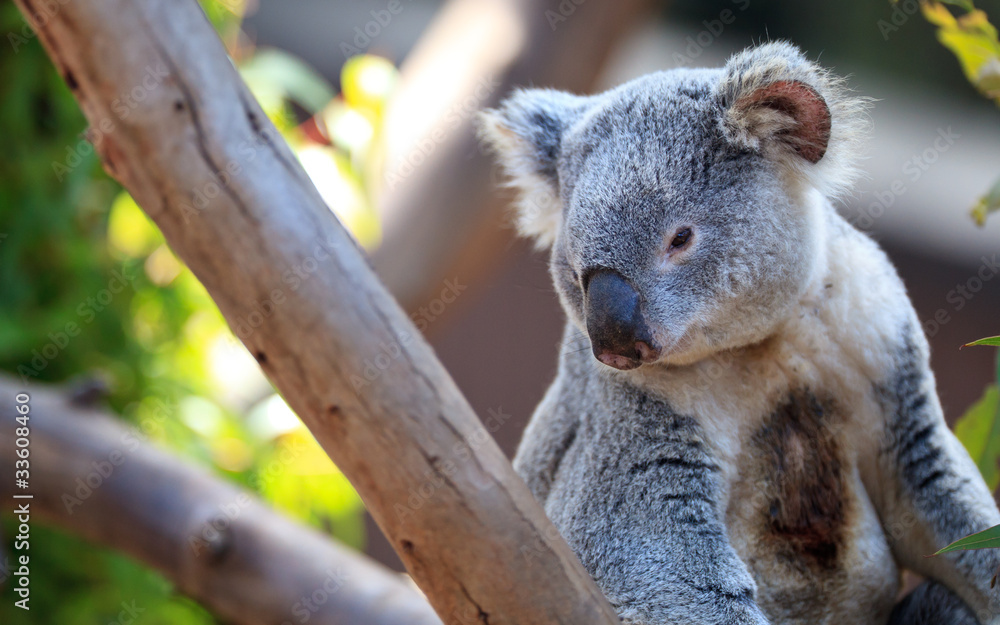Obraz premium Koala portrait