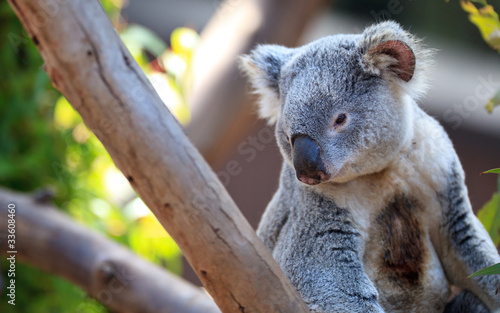 Fototapeta Naklejka Na Ścianę i Meble -  Koala portrait