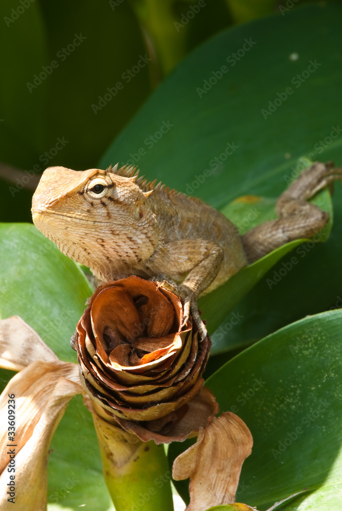 tree lizard ,phuket thailand