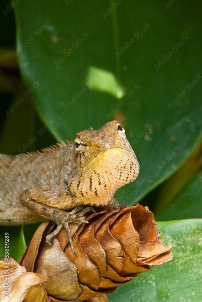 tree lizard ,phuket thailand tree lizard ,phuket thailand