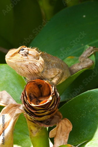 tree lizard ,phuket thailand photo