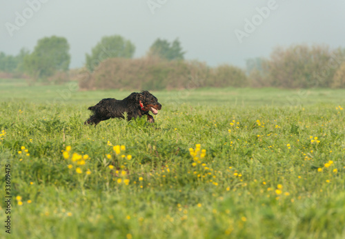 Fotografie setter gordon