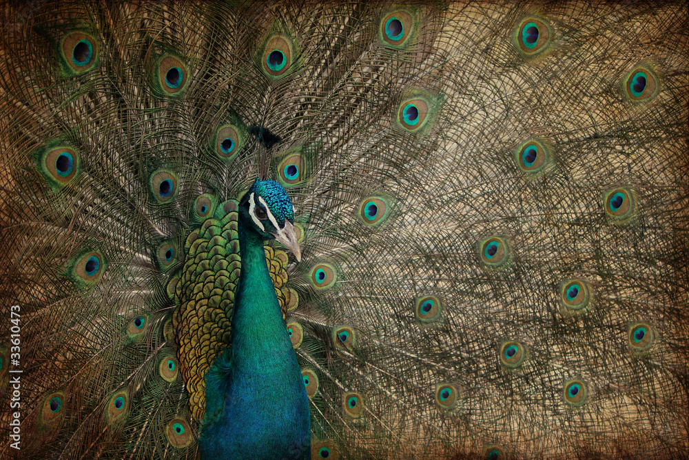 Naklejka premium Pavone su texture retro