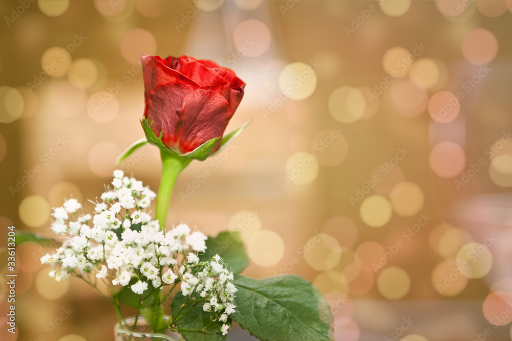 Obraz premium red rose