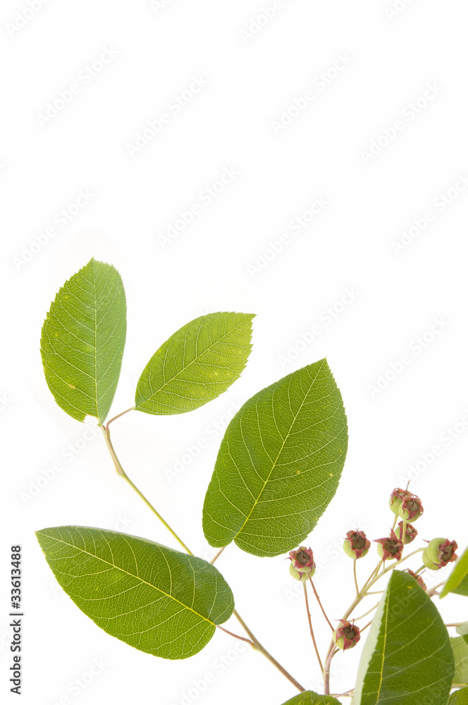 Obraz premium green leaves