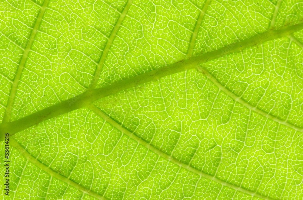leaf leaf