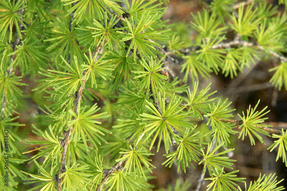 Young larch needles Young larch needles