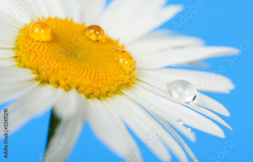 Photos Camomile with dew drops