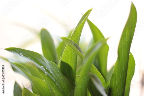 calla