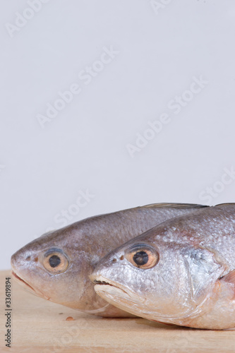 little yellow croaker fish head close up
