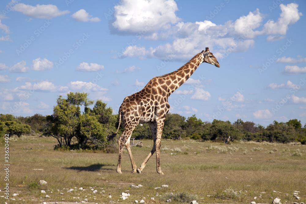 Obraz premium Giraffe