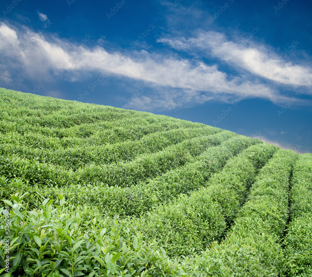 tea plantation at the hillside