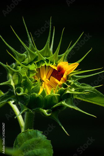 Sunflower Spikes
