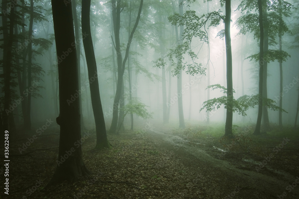 road through a green forest with old trees