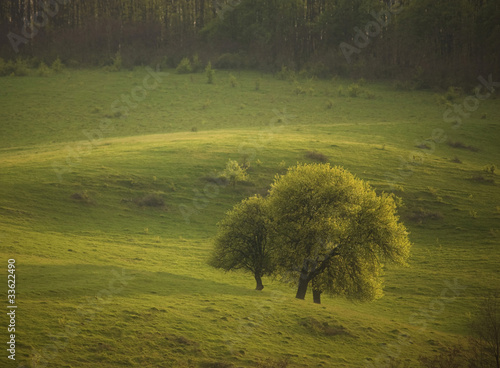 group of trees in a green f...