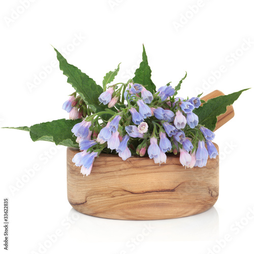 Comfrey Herb Flowers photo