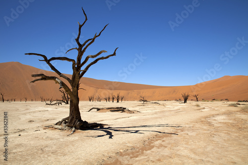 Dead Vlei