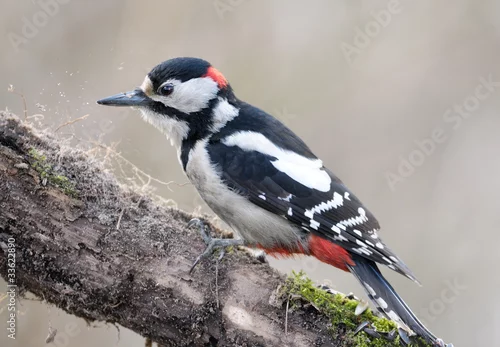 Fototapeta na wymiar Dzięcioł duży (Dendrocopos major)