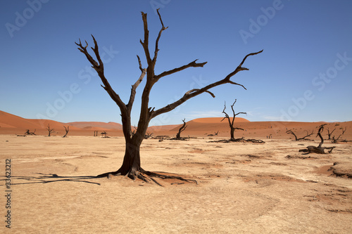 Dead Vlei