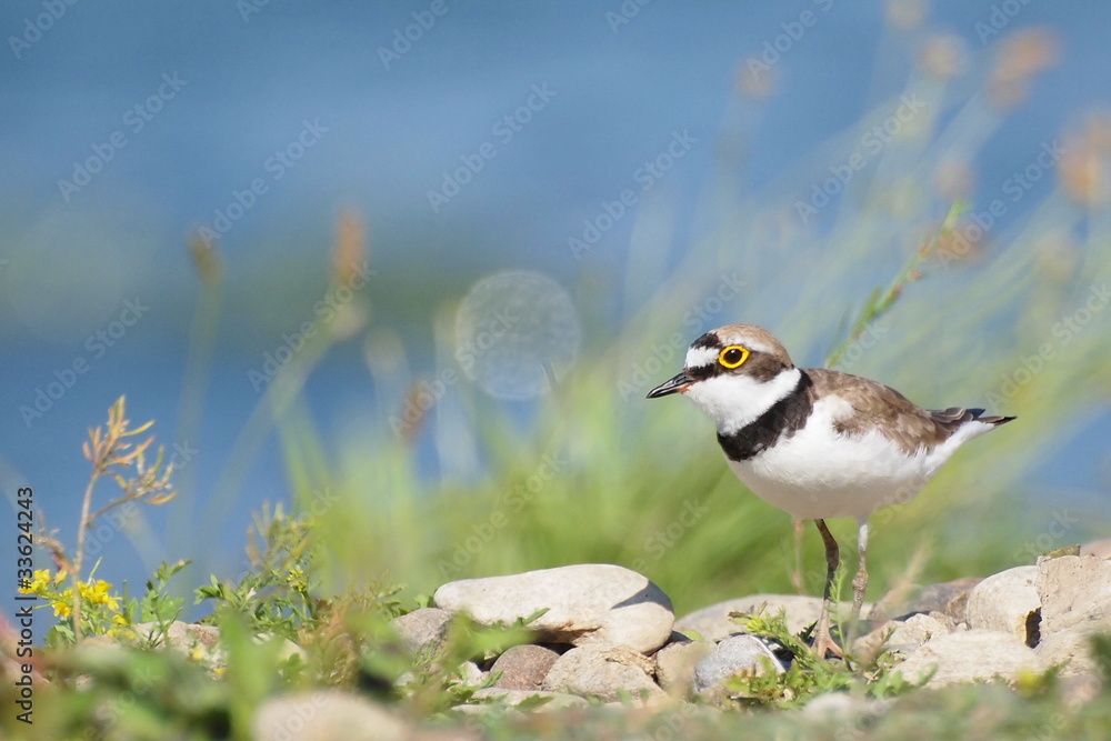 Little Ringed Plover with beautiful background Little Ringed Plover with beautiful background