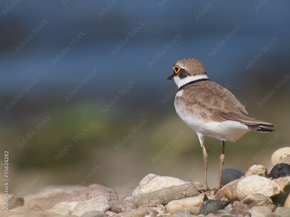 Little Ringed Plover with beautiful background