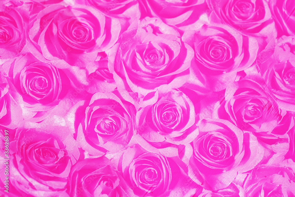 beautiful rose background beautiful rose background