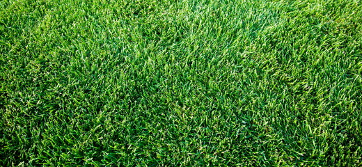 fresh spring geen grass