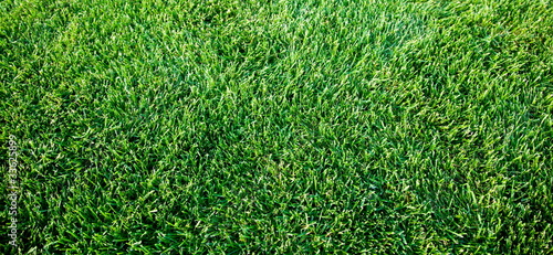 fresh spring geen grass