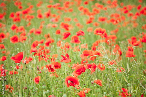 Field of wild poppy flowers. © volff