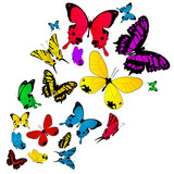 Colored butterflies background