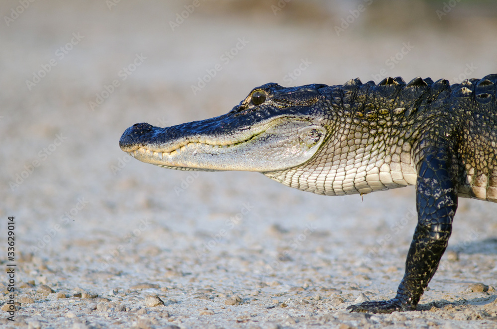 Obraz premium American alligator
