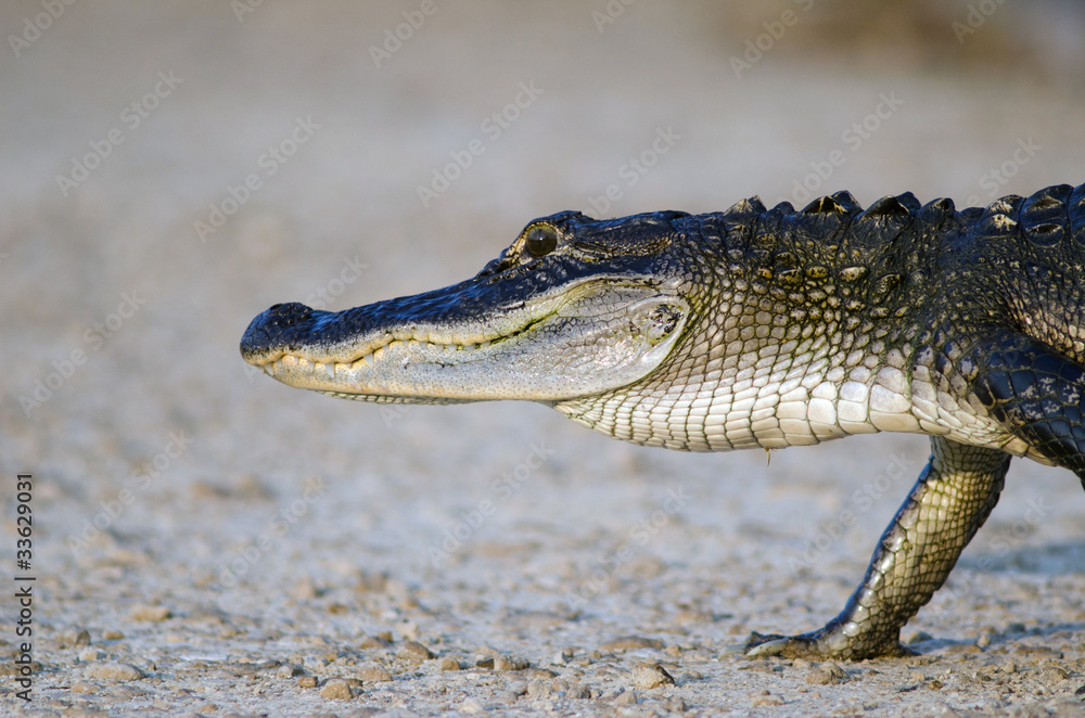 Fototapeta premium American alligator
