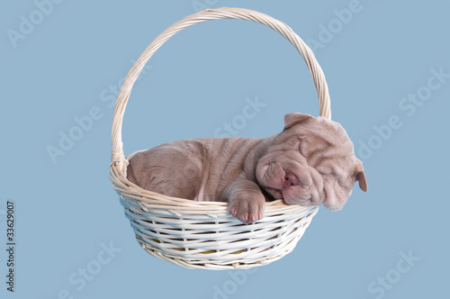 Newborn sharpei puppy sleeping in a basket