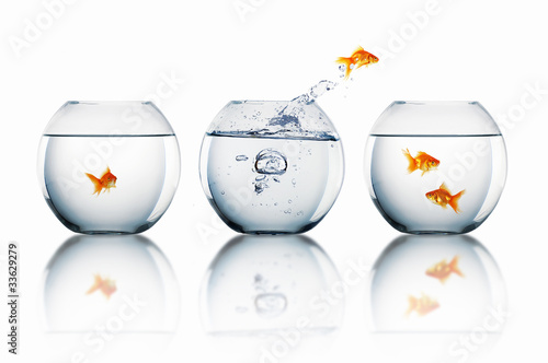 gold fish in a fishbowl photo