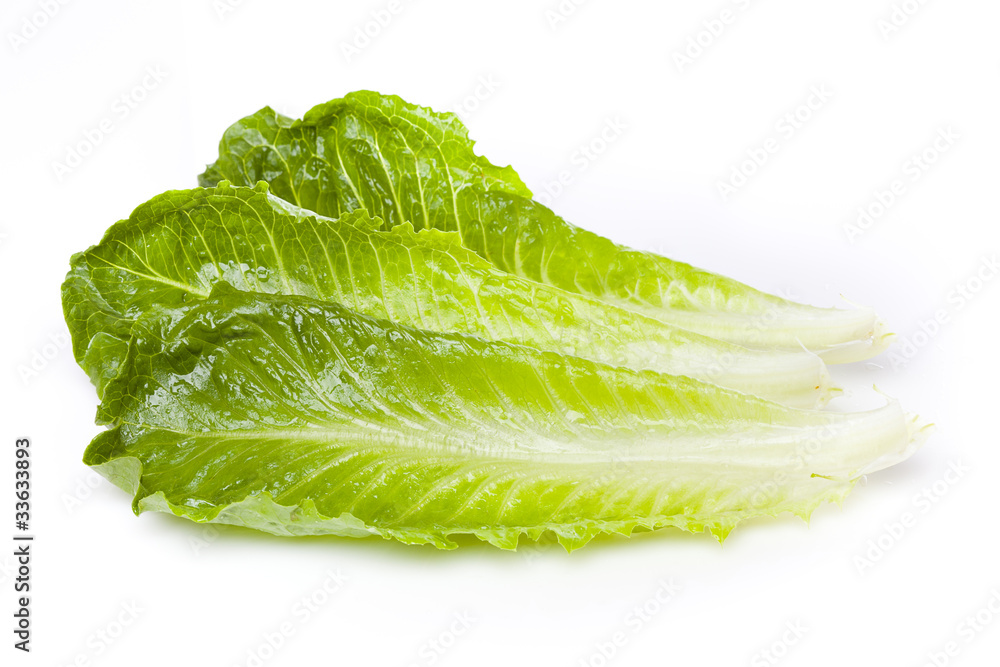 Fresh green romaine lettuce