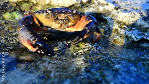 Large stone crab goes to the water on the coastal rocks