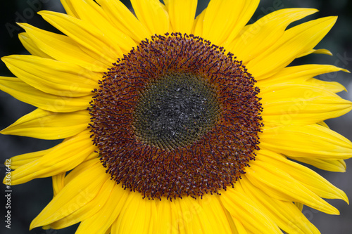 Blühende Sonnenblume (Helianthus)