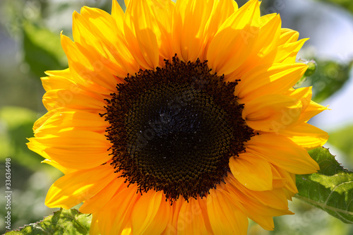 Fototapeta Naklejka Na Ścianę i Meble -  Blühende Sonnenblume (Helianthus)