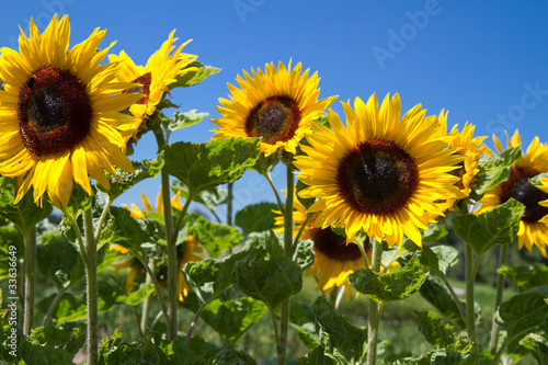 Fototapeta Naklejka Na Ścianę i Meble -  Blühende Sonnenblumen (Helianthus)