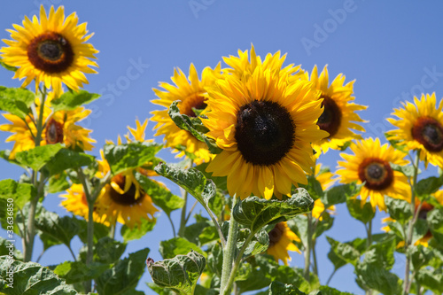 Fototapeta Naklejka Na Ścianę i Meble -  Blühende Sonnenblumen (Helianthus)