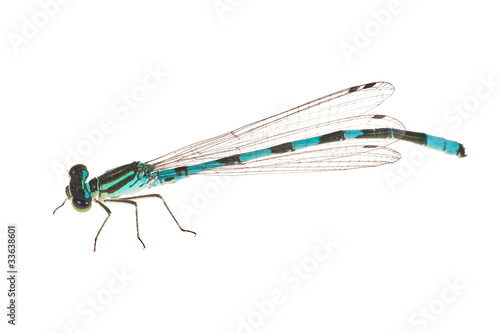 small blue and black dragonfly isolated on white
